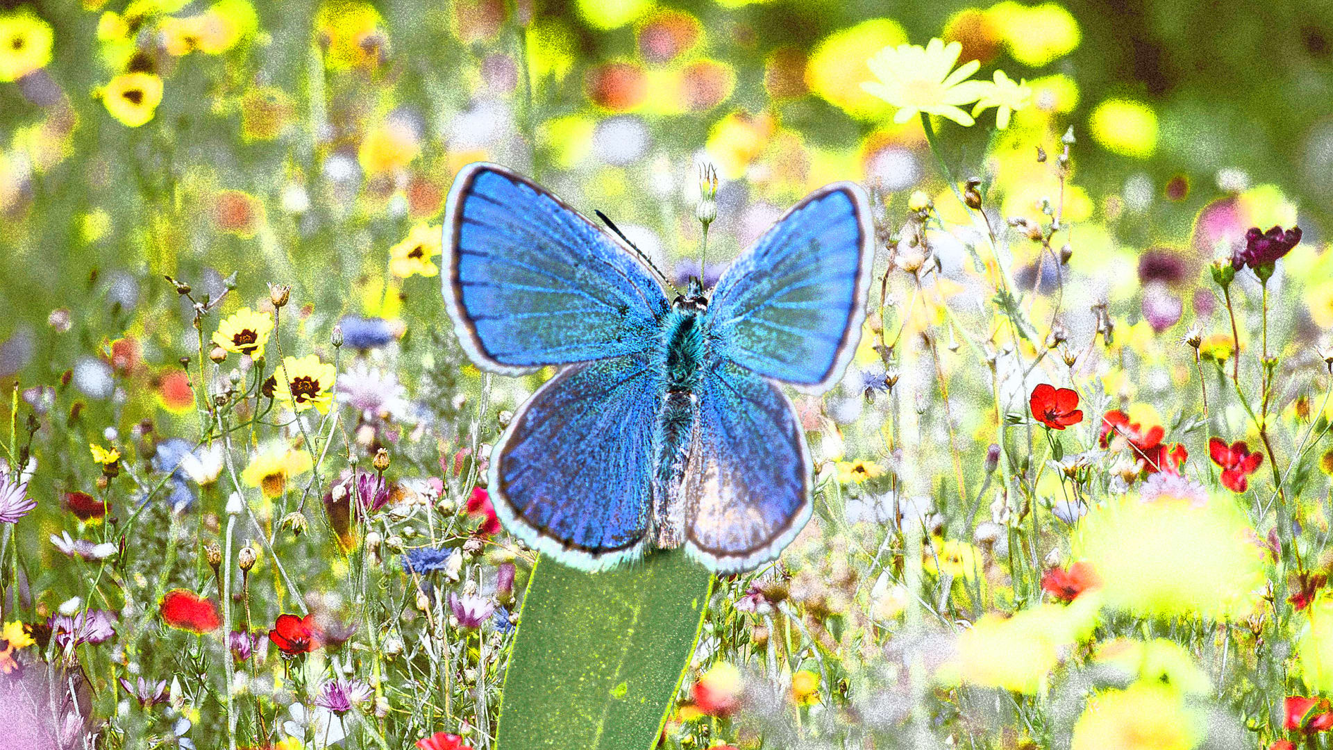 How You Can Help Save Declining Butterflies – thinkly gold